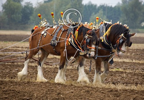 Clydesdale Horses DM1208